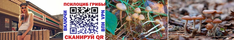 купить наркоту  Хотьково  Галлюциногенные грибы Psilocybe 